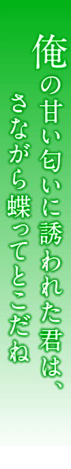 俺の甘い匂いに誘われた君は、さながら蝶ってとこだね